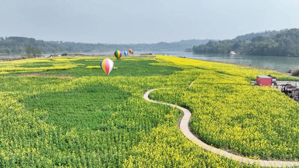 四川油菜花景点在哪里图片