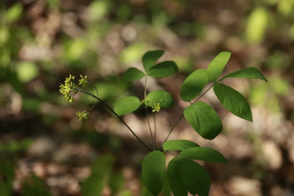 长白山植物千"种"风情~红毛七