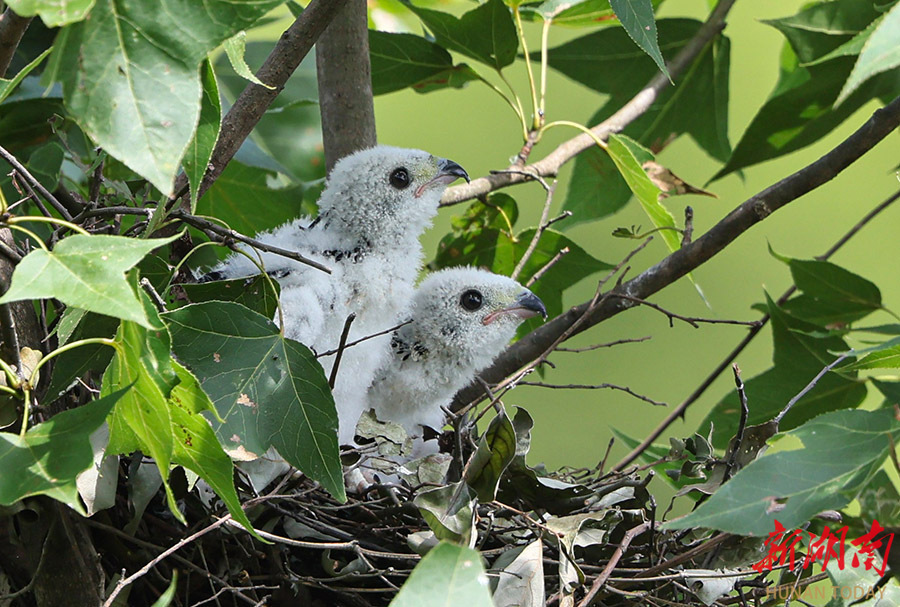 从大鸟筑巢到小鸟出巢,黑冠鹃隼育雏全记录