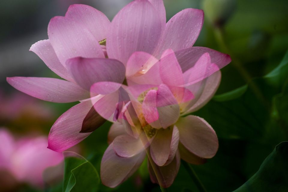 多重曝光拍荷花