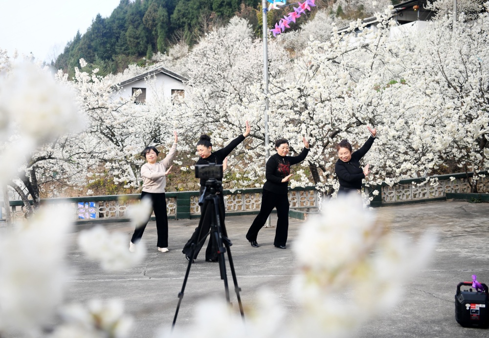 广元市朝天区樱花谷图片