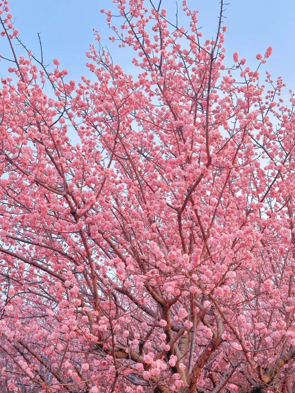 美到屏息刷爆烟台人朋友圈的梅花开好了