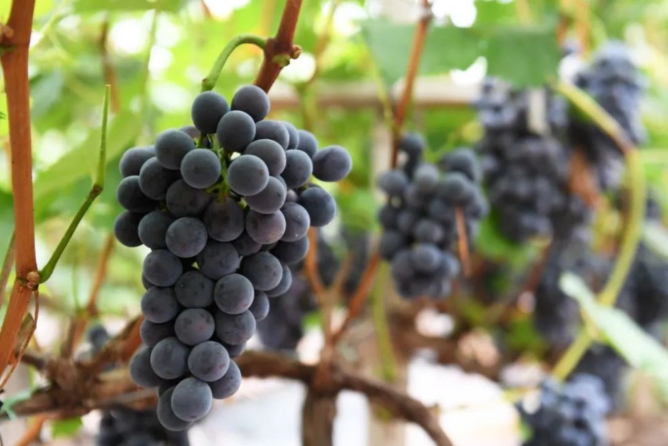 葡萄丰收 "甜蜜"致富