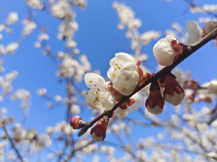 杏花真实图片大全图片