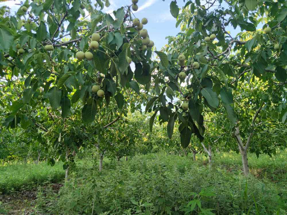 "林果丰种养合作社社长程子昂说."核桃树下种艾草",这是林果丰种