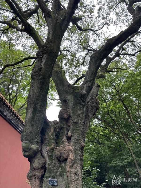 南京启动"古树名木保护公益支持项目"_腾讯新闻