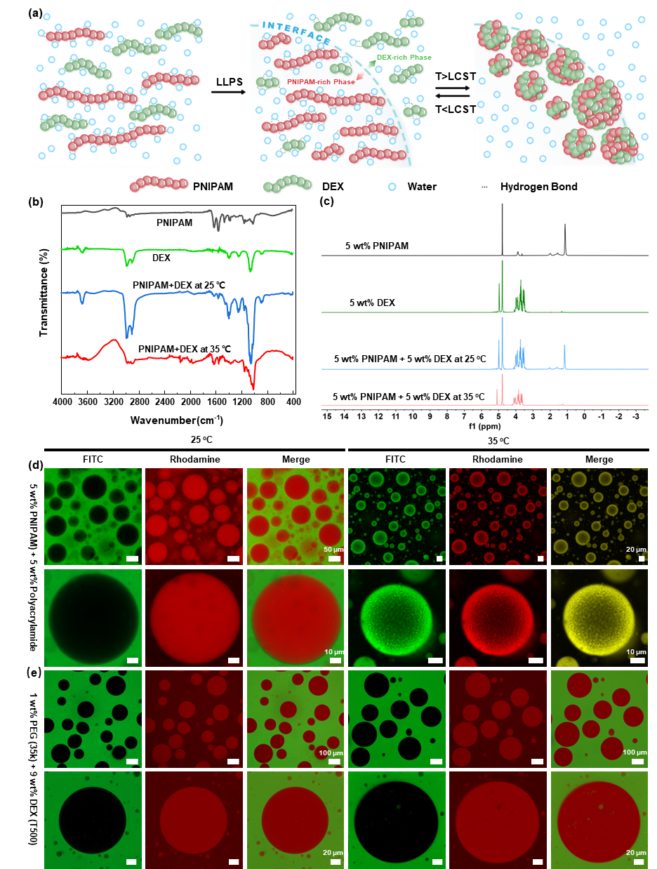 香港大学岑浩璋教授《自然·通讯》: 温敏性双水相系统的二级腔室化