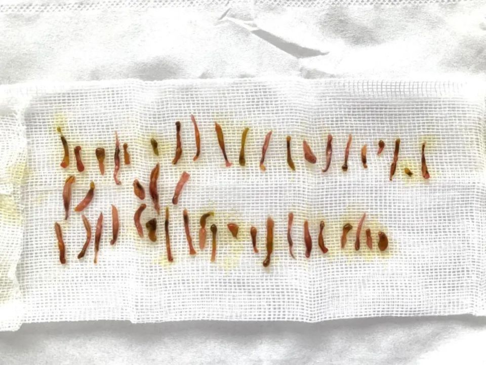 虫子吃货__虫子爱吃什么食物有图片