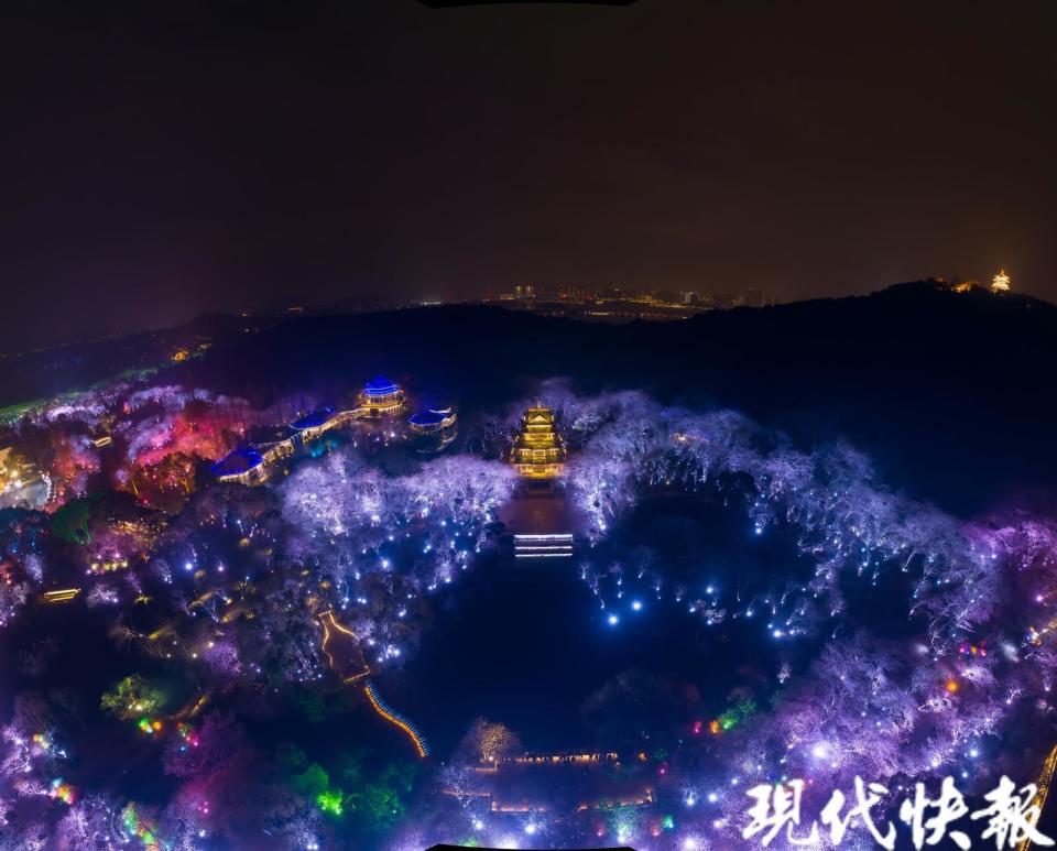 夜樱正灿无锡鼋头渚夜赏樱花游园会开启