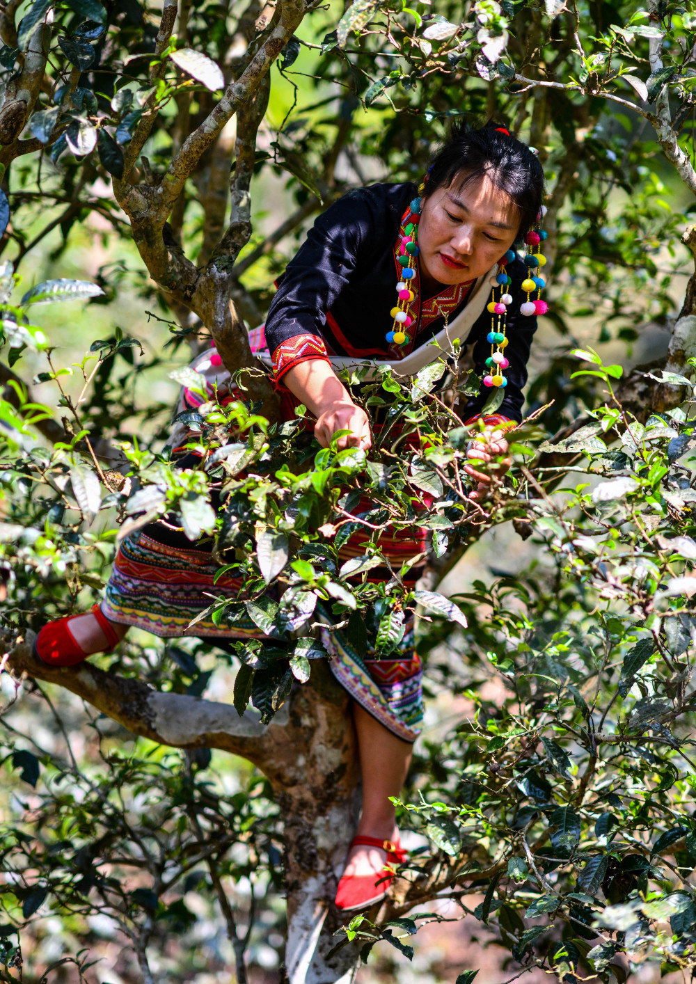 (新华全媒 )景迈山古茶林春茶开采_腾讯新闻