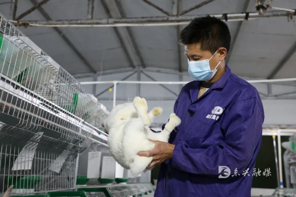 合作社负责人高绪勇胸有成竹,他已有8年的养殖经验,他向记者介绍,兔子