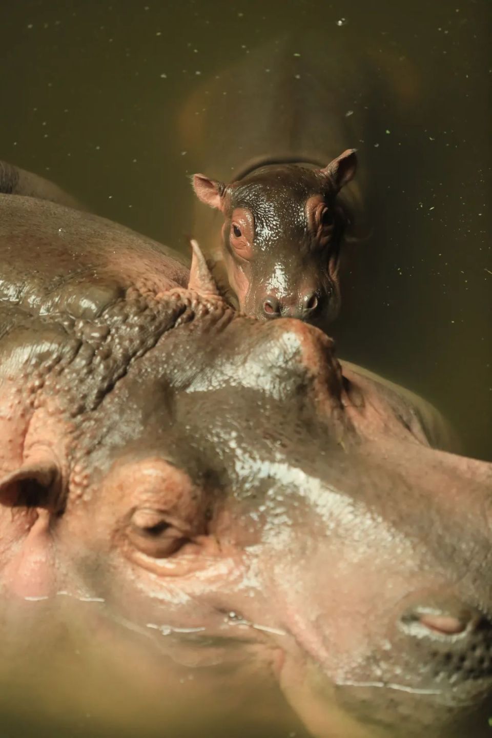 北京动物园:河马"福晨"的第一个儿童节