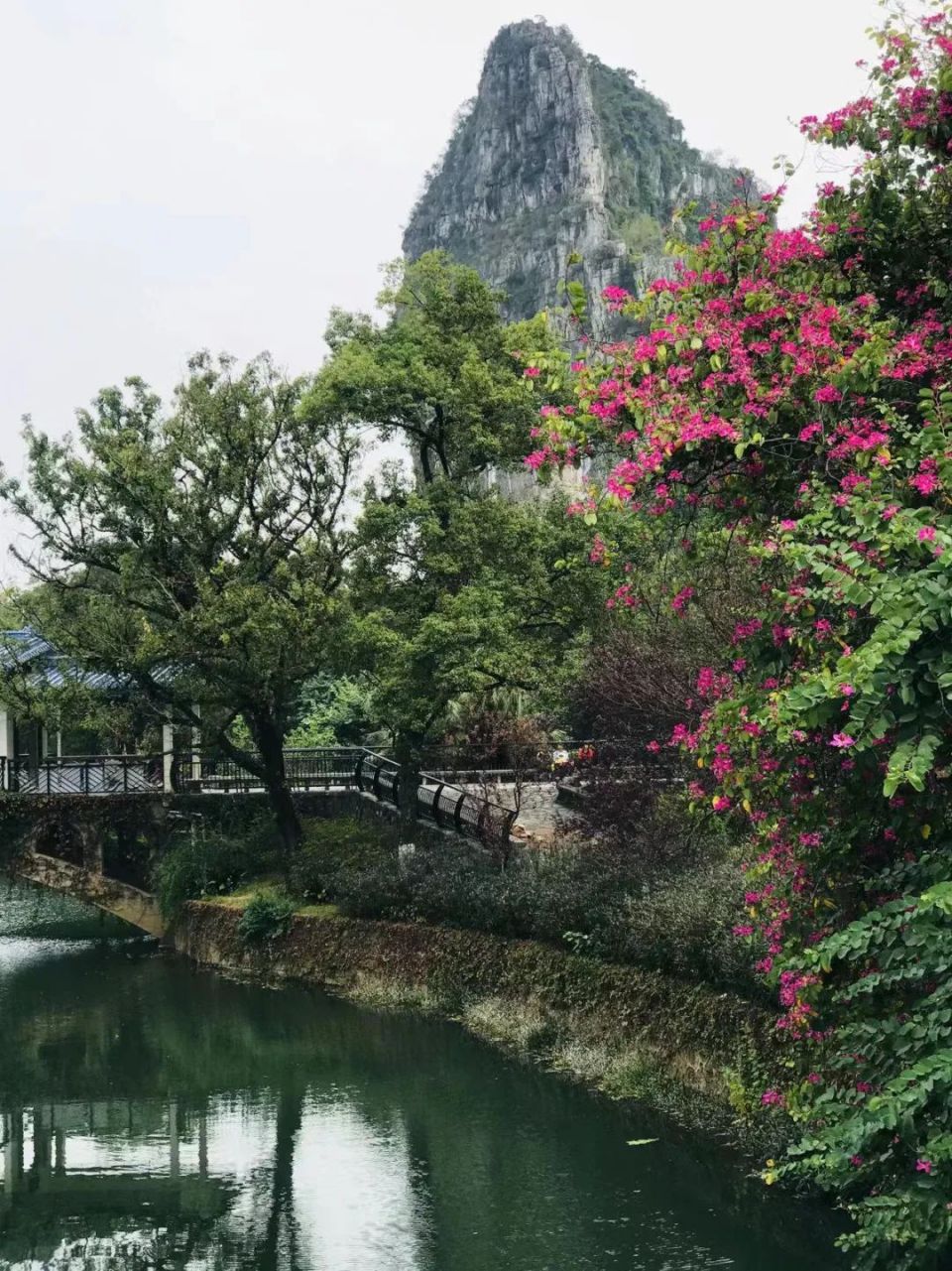 南溪河上惊现鱼群奇观,许多桂林人都看到了