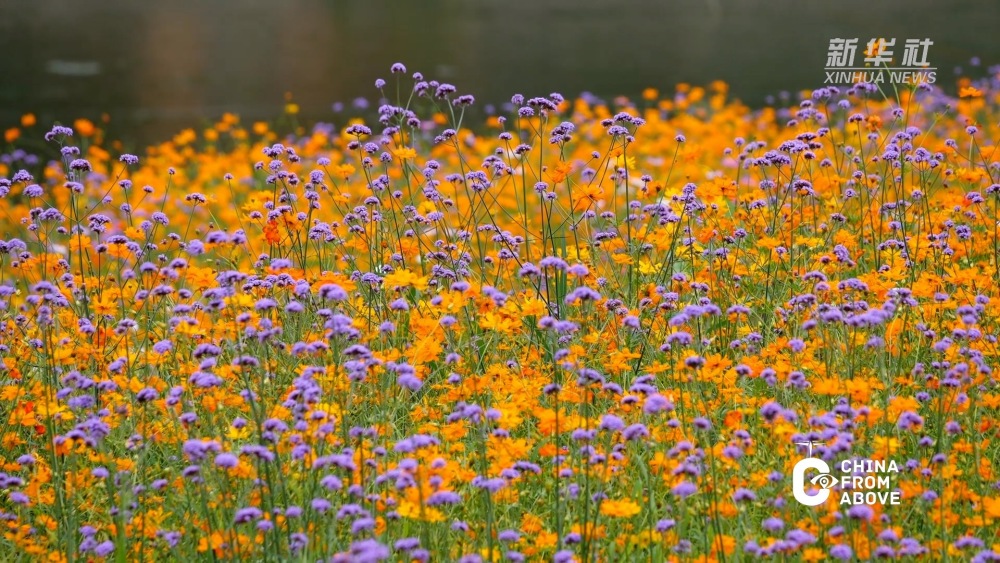 瞰中国|福建清流:花海秘境_腾讯新闻