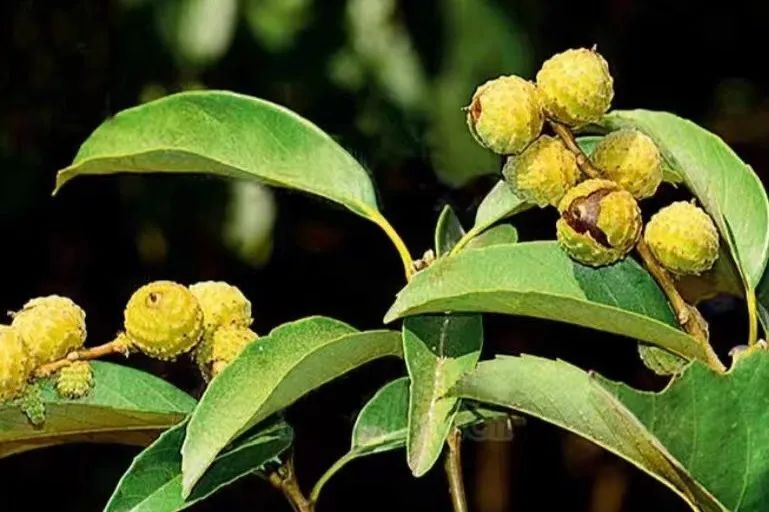 槠树与株洲-腾讯新闻