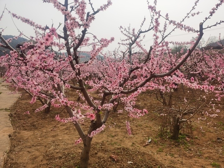 泰安肥城桃花节图片