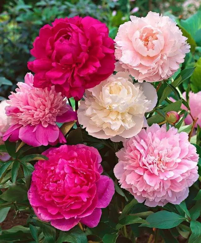 从古至今,芍药花色香美艳颇受文人墨客青睐,白居易,韩愈,柳宗元等多位