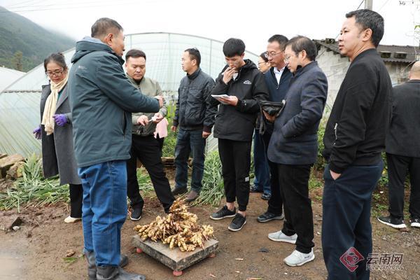 [南方生姜网-图片加载]