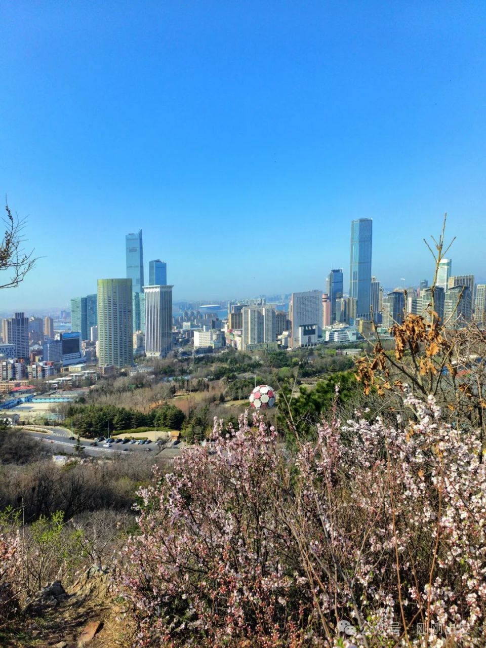 大连绿山樱花开了,先来这里打卡吧_腾讯新闻