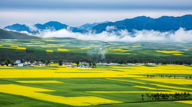 门源县位于青海省东北部,祁连山脉东段,是古丝绸之路的辅道和新"丝绸