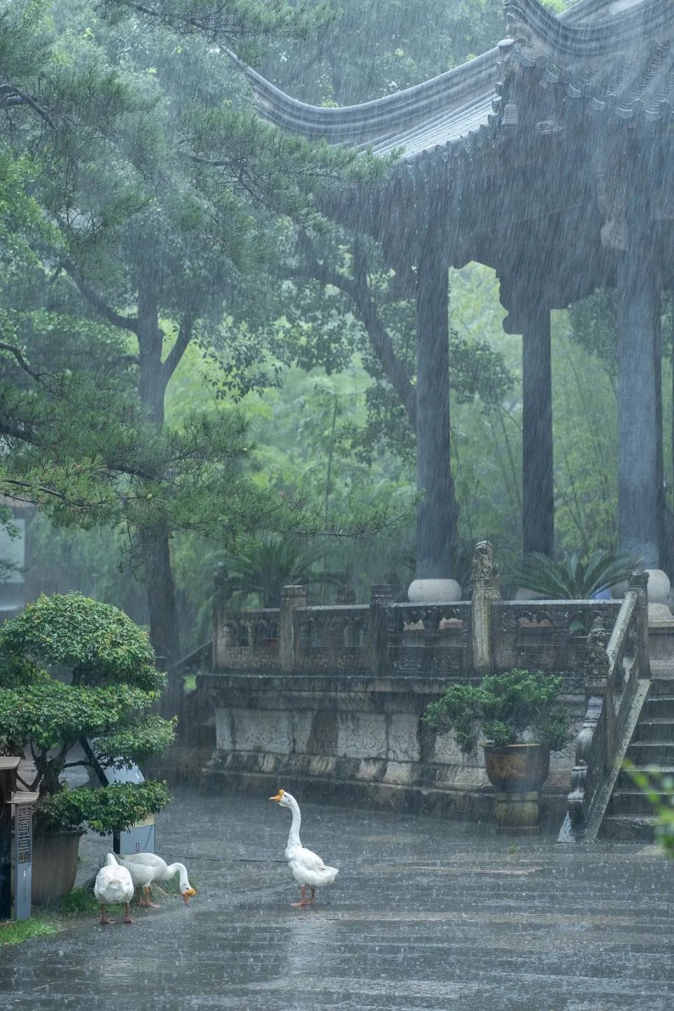 蒙蒙江南雨图片图片