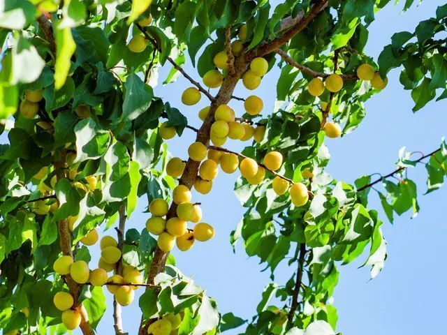 超甜的新疆小白杏,皮薄,肉多,香甜味美!