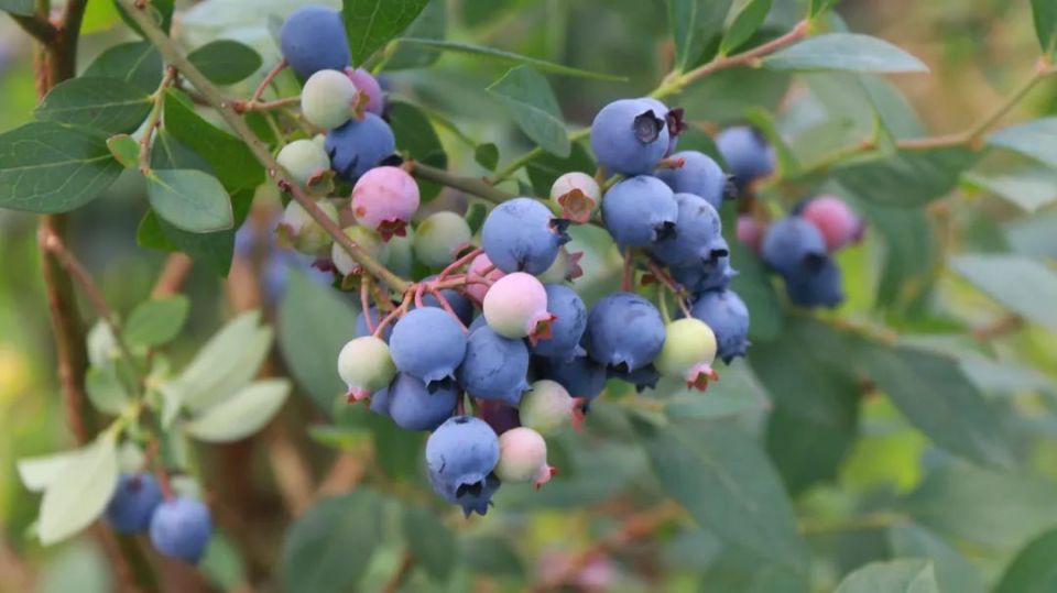 乡村行61看振兴丨美味"蓝"不住!郑场镇的蓝莓成熟啦
