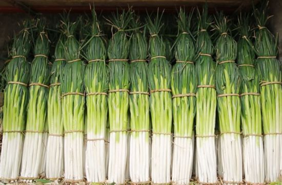 人民网《好品中国》栏目关注山东大葱_腾讯新闻