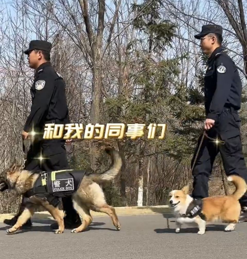 全国首只柯基警犬"入编"前是宠物狗,训导员:腿短不