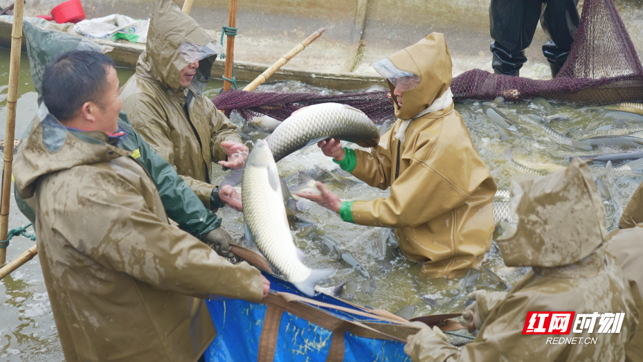 岳阳县:洞庭湖畔冬捕忙水美人欢鱼满仓