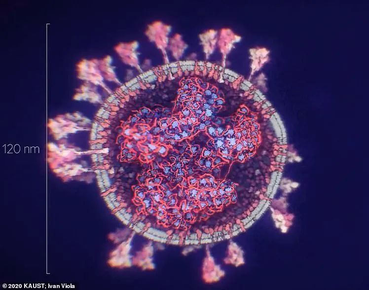 这个新冠变异株能否引发"三阳"?_腾讯新闻