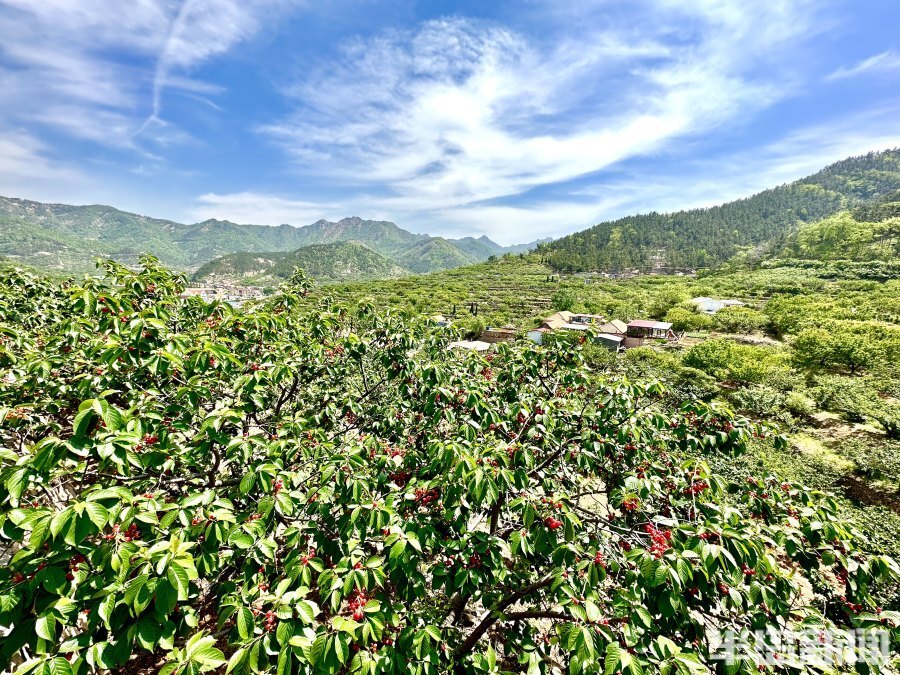 山色峪樱桃熟了产量低口感好想吃要趁早