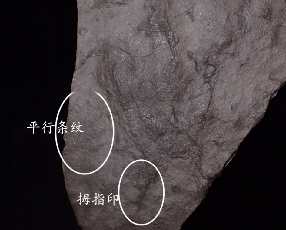 神奇的恐龙在哪里?化身恐龙法医按"石"索骥