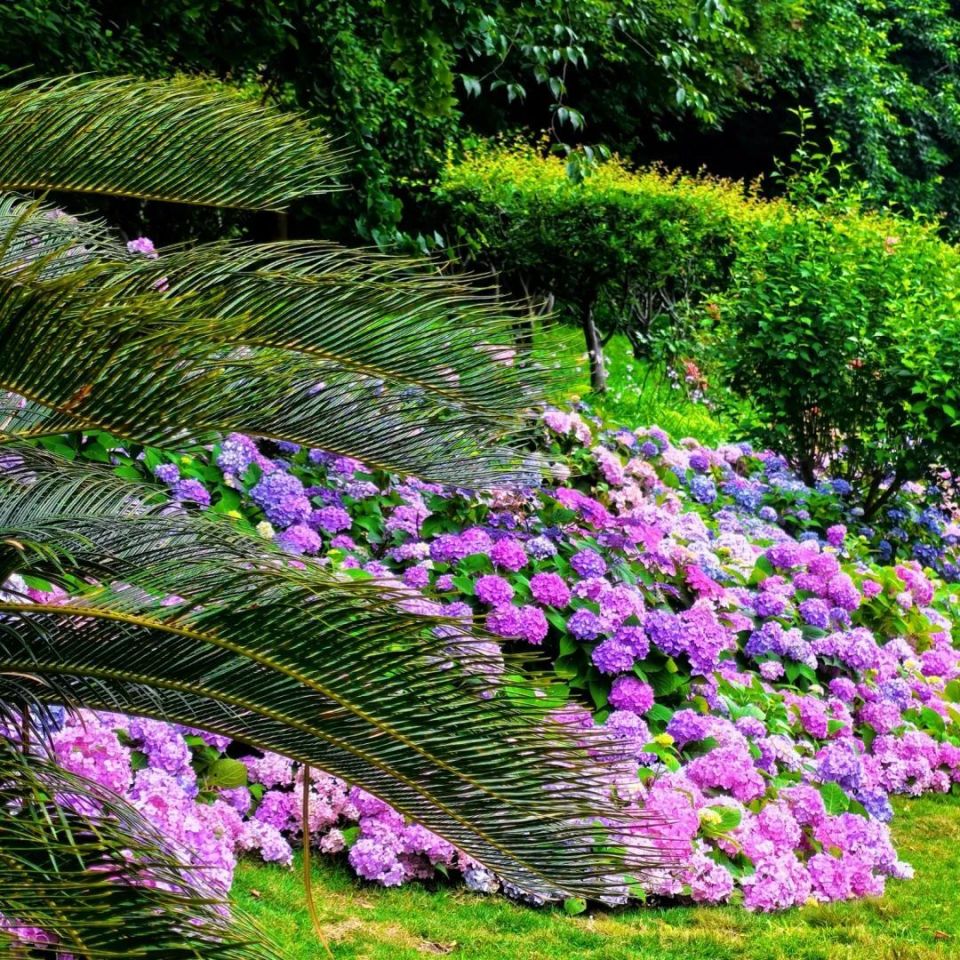 花草娇嫩不要采摘,不要践踏礼让有序,文明赏花赏花地址:河滨公园正门