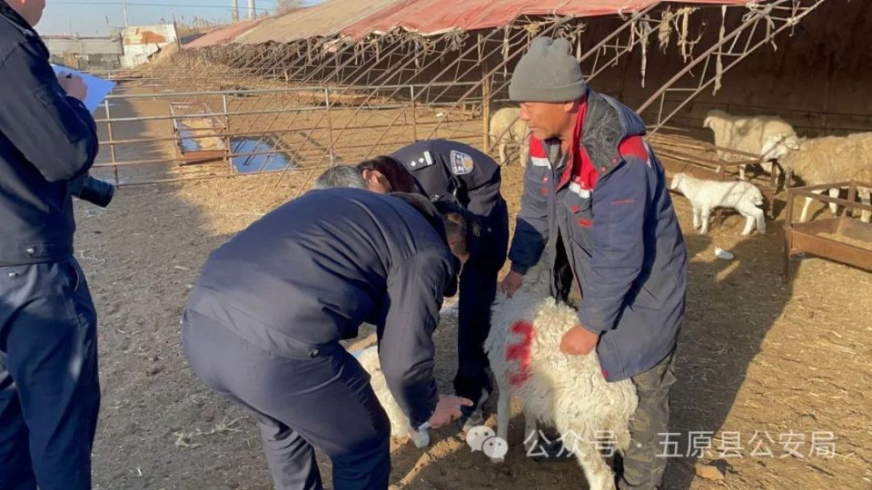 巴彦淖尔警方抓获两名"灰太狼"!
