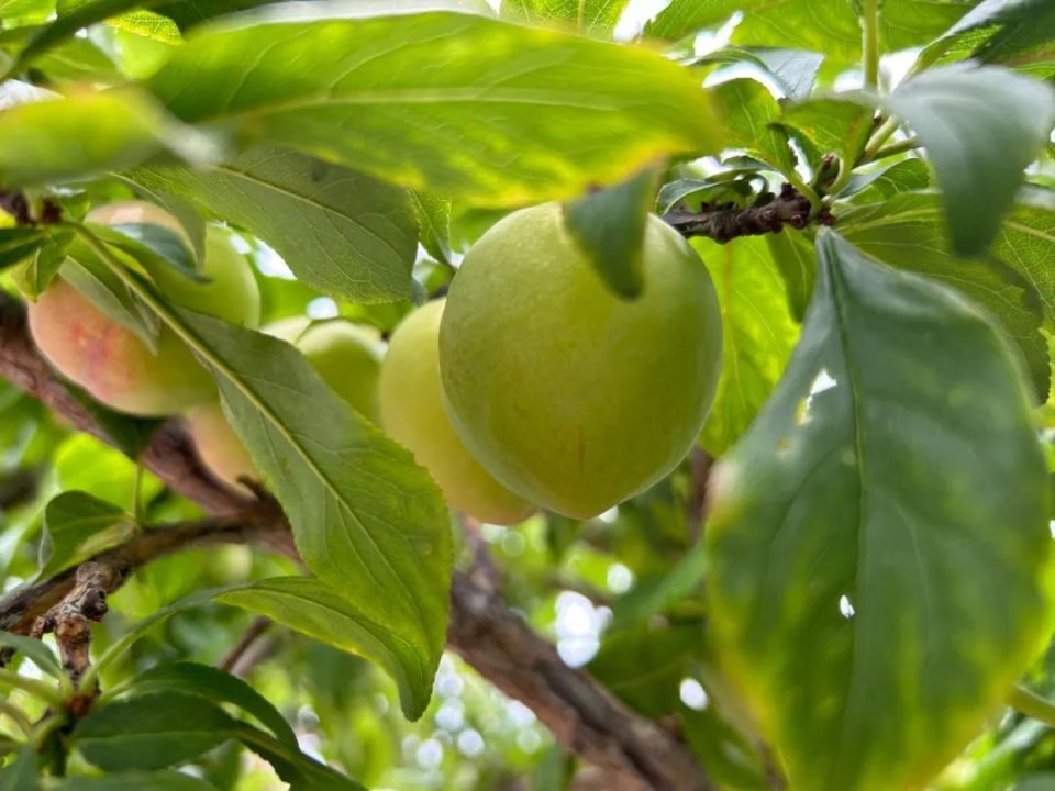 果蔬产业唱大戏  乡村振兴谱新篇