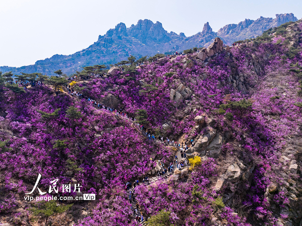 山东青岛:大珠山杜鹃花盛开