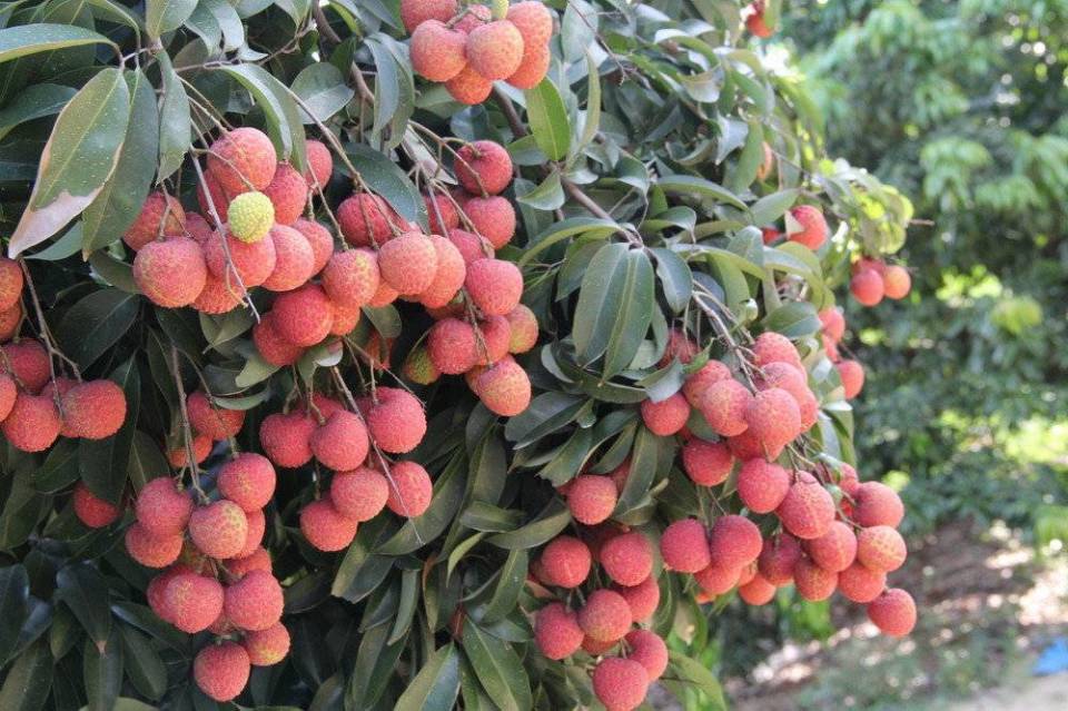 "冻龄魔法"让广东荔枝四季可食