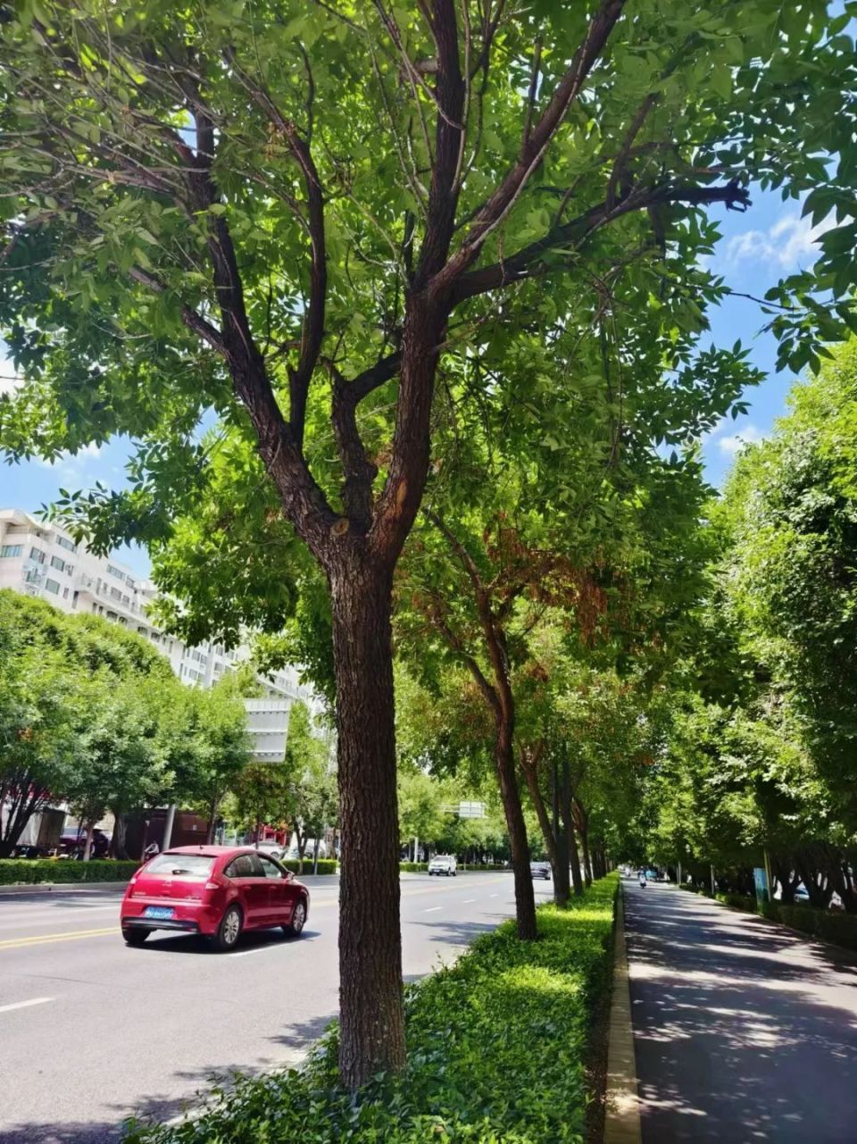 奎屯行道树,夏日美学背后有门道