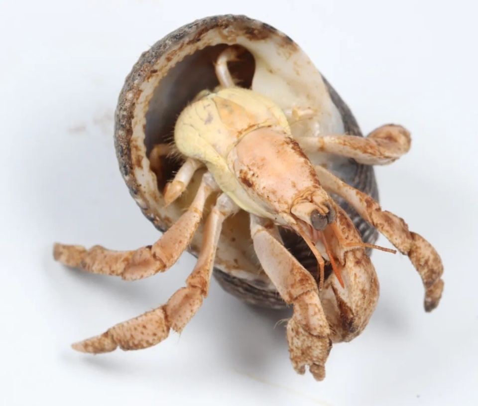 海关在一进境澳门女子购物袋中截获176只活体寄居蟹,均为澳洲陆寄居蟹