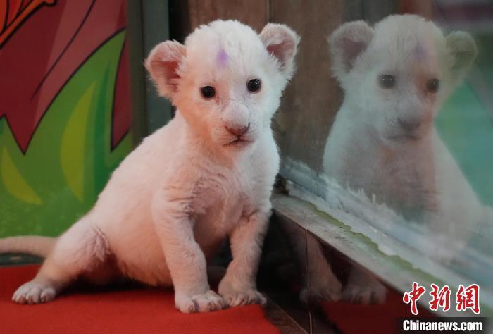 浙江杭州两只非洲白狮迎来满月