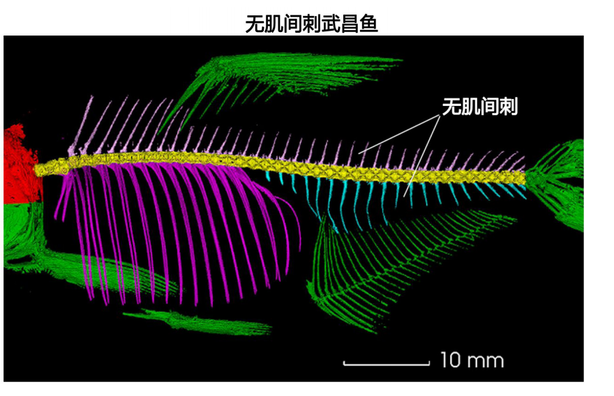 一条鱼120根刺？科学家终于对鱼刺下手了！_腾讯新闻