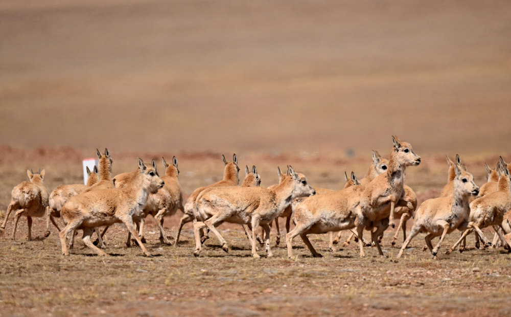 (社会)可可西里进入藏羚羊迁徙产仔季_腾讯新闻