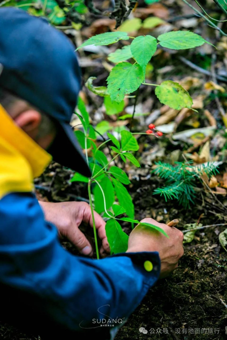 长白山下体验挖野山参,挖参人的古怪