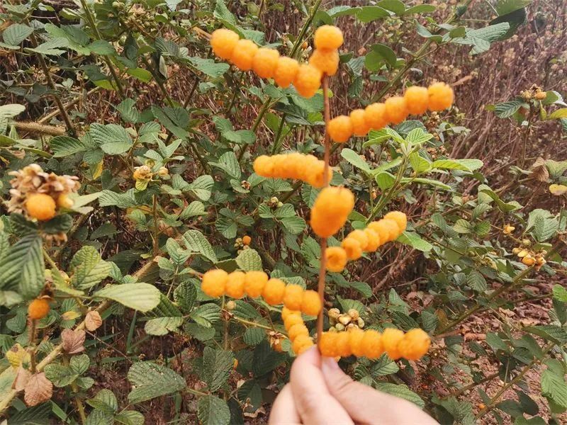 【推荐】墨江龙潭黄泡成熟时，让初夏变得有滋有味！_腾讯新闻
