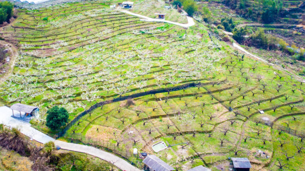 岩山镇:李花盛放 群山覆"雪"美如仙境_腾讯新闻