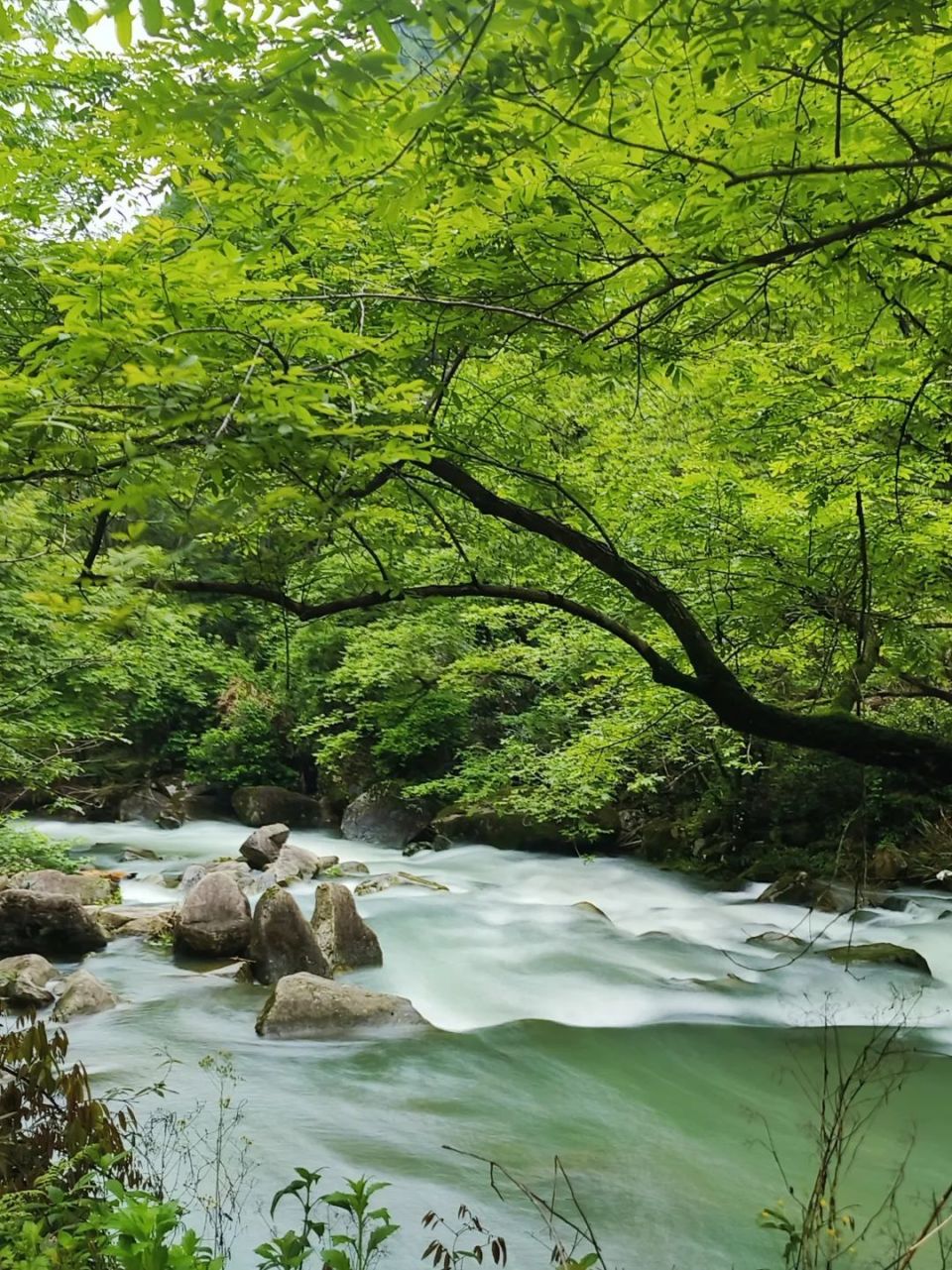 只此青绿,来看看临安版"绿野仙踪".