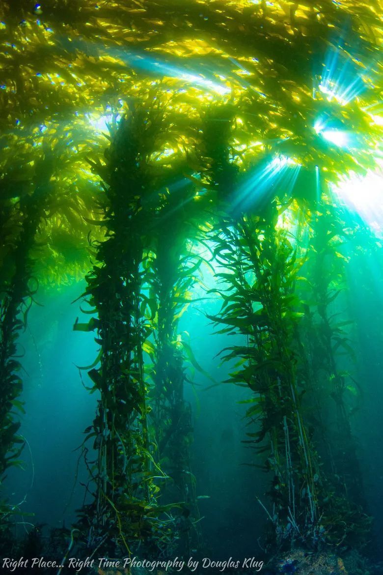 潜水摄影师拍摄海洋森林,像是异世界景象,让人惊讶不已