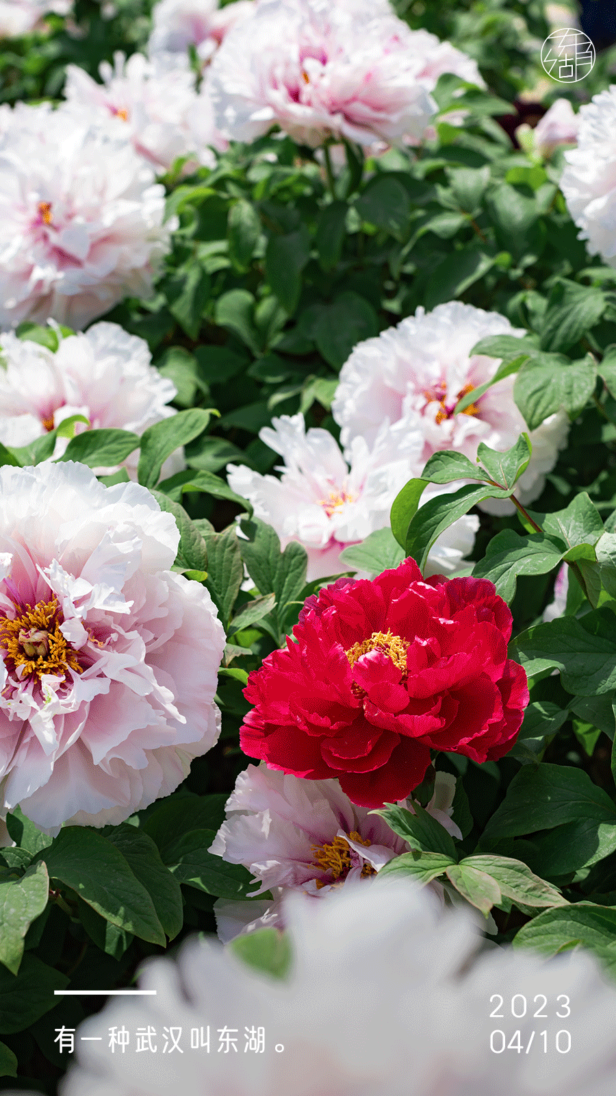 最美人间四月天,武汉东湖牡丹花海开好了!