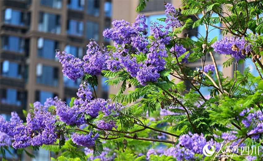 蓝花楹畔高楼固,绿叶影底小鸟呼.